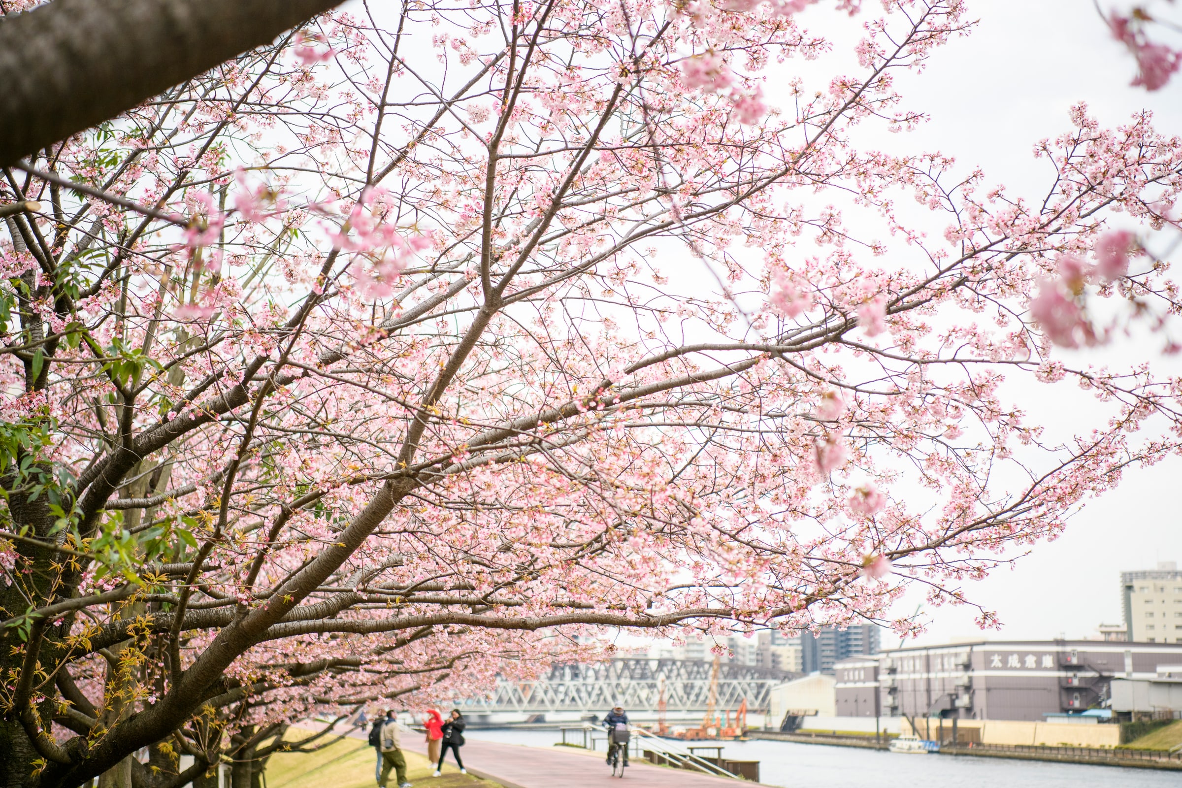 Photoshoot in Tokyo, Japan — professional photography location
