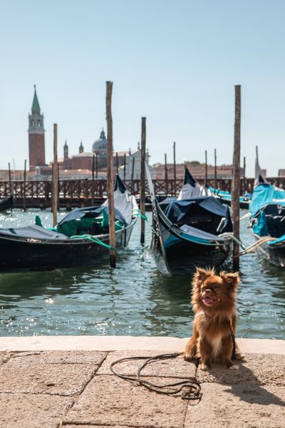 Professional photoshoot at the Piazza San Marco in Venice in Venice — photo by K Yellow, Smiler