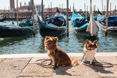 Professional photoshoot at the Piazza San Marco in Venice in Venice — photo by K Yellow, Smiler