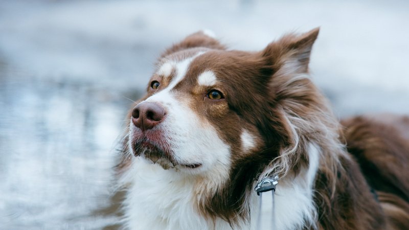 Pet portraits with Eloise